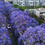 8 bonitos árboles para tu jardín que ahorran mantenimiento. Jacaranda