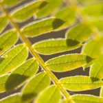 8 bonitos árboles para tu jardín que ahorran mantenimiento. Jacaranda