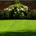 8 consejos esenciales para mantener fresco tu jardín privado Jardinea Diseño de jardines y mantenimiento