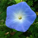 8 consejos esenciales para mantener fresco tu jardín privado Jardinea Diseño de jardines y mantenimiento