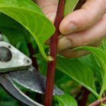 9 Labores para hacer en tu jardin durante el confinamiento por el COVID-19