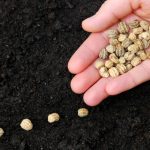 9 Labores para hacer en tu jardin durante el confinamiento por el COVID-19