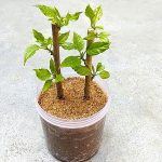 9 Labores para hacer en tu jardin durante el confinamiento por el COVID-19
