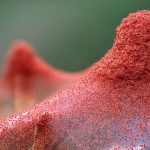 Acaro o araña roja. Diseño y mantenimiento de jardines en Madrid Jardinea