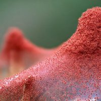 Acaro o araña roja. Diseño y mantenimiento de jardines en Madrid Jardinea