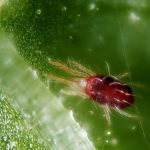 Acaro o araña roja. Diseño y mantenimiento de jardines en Madrid Jardinea