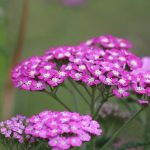 Achillea Milenrama 1 - 20 plantas de verano fáciles de cuidar Diseño de jardines en madrid y mantenimiento Jardinea