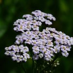 Achillea Milenrama 2 - 20 plantas de verano fáciles de cuidar Diseño de jardines en madrid y mantenimiento Jardinea