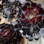 Aeonium Zwartkop 16 Diseño jardines Madrid Jardinea
