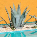 Agave americano 5 Diseño jardines Madrid Jardinea