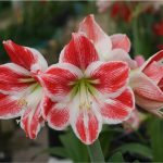 Amaryllis-Jardinea. Jardineros en Alcobendas.La Moraleja Majadahonda