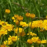 Anthemis tinctoria- 20 plantas de verano fáciles de cuidar Diseño de jardines en madrid y mantenimiento Jardinea