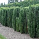 Arboles de bajo mantenimiento. Jardinea Madrid - Ilex_crenata_acebo japones
