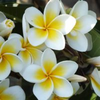 Arboles de bajo mantenimiento. Jardinea Madrid - Plumeria blanca o frangipani FLOR