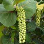 Arboles de bajo mantenimiento. Jardinea Madrid - Uva de mar FRUTOS