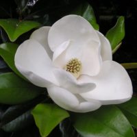 Arboles de bajo mantenimiento. Jardinea Madrid - magnolio comun flor 01