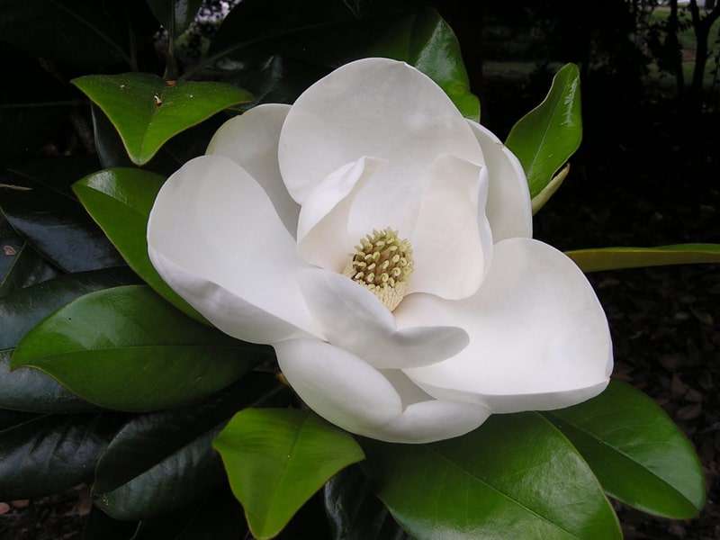Arboles de bajo mantenimiento. Jardinea Madrid - magnolio comun flor 01