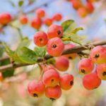 Arboles perfectos para jardines pequeños, o pequeños espacios. Jardinea Diseño de jardines en Madrid Jardinea