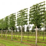 Arboles perfectos para jardines pequeños, o pequeños espacios. Jardinea Diseño de jardines en Madrid Jardinea