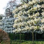 Arboles perfectos para jardines pequeños, o pequeños espacios. Jardinea Diseño de jardines en Madrid Jardinea