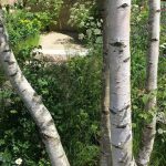 Arboles perfectos para jardines pequeños, o pequeños espacios. Jardinea Diseño de jardines en Madrid Jardinea