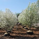 Arboles perfectos para jardines pequeños, o pequeños espacios. Jardinea Diseño de jardines en Madrid Jardinea