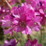 Armeria maritima- 20 plantas de verano fáciles de cuidar Diseño de jardines en madrid y mantenimiento Jardinea