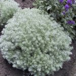 Artemisia 20 plantas de verano fáciles de cuidar Diseño de jardines en madrid y mantenimiento Jardinea
