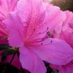 Azalea-Jardinea. Jardineros en Alcobendas.La Moraleja Majadahonda