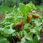 Babosas y los Problemas en el jardín por un clima excesivamente húmedo