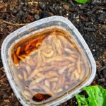 Babosas y los Problemas en el jardín por un clima excesivamente húmedo