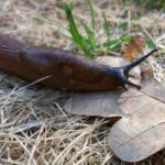 Babosas y los Problemas en el jardín por un clima excesivamente húmedo