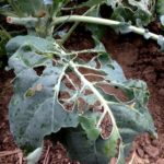 Babosas y los Problemas en el jardín por un clima excesivamente húmedo