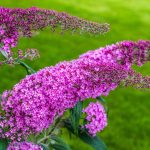 Buddleia 3-20 plantas de verano fáciles de cuidar Diseño de jardines en madrid y mantenimiento Jardinea