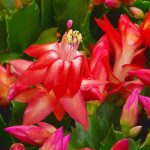 Cactus-De-Navidad-Jardinea. Jardineros en Alcobendas.La Moraleja Majadahonda