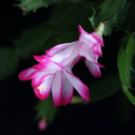 Cactus ed navidad. Jardineros en Madrid Profesionales La moraleja, Pozuelo Majadahonda
