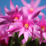 Cactus ed navidad. Jardineros en Madrid Profesionales La moraleja, Pozuelo Majadahonda