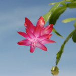 Cactus ed navidad. Jardineros en Madrid Profesionales La moraleja, Pozuelo Majadahonda