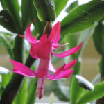 Cactus ed navidad. Jardineros en Madrid Profesionales La moraleja, Pozuelo Majadahonda