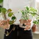 Cómo conseguir plantas gratis para tu jardín