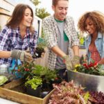 Cómo conseguir plantas gratis para tu jardín