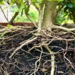 Cómo conseguir plantas gratis para tu jardín