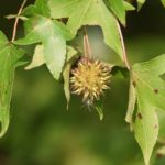 Cómo conseguir plantas gratis para tu jardín