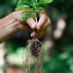 Cómo conseguir plantas gratis para tu jardín