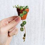 Cómo conseguir plantas gratis para tu jardín