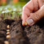Cómo conseguir plantas gratis para tu jardín