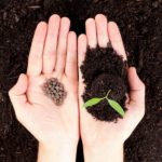 Cómo conseguir plantas gratis para tu jardín