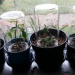 Cómo conseguir plantas gratis para tu jardín