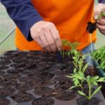 Cómo conseguir plantas gratis para tu jardín