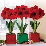 Como cultivar Amarilis de tallo largo para tu decoración navideña Jardinea diseño de jardines an madrid y mantenimiento